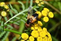 Volucella pellucens