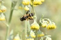 Syritta pipiens