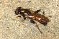 Xylota segnis