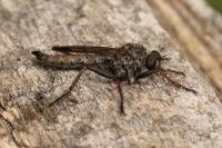 Tolmerus atricapillus