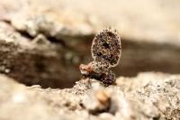 Callopistromyia annulipes