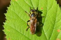 Choerades fimbriata