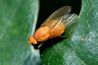 Sapromyzosoma quadricincta