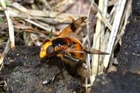 Volucella inflata