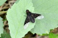 Hemipenthes morio