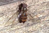 Episyrphus balteatus