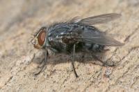 Calliphora vicina