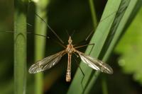 Tipula vernalis