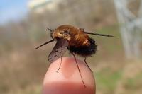 Bombylius discolor
