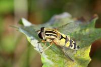 Helophilus trivittatus