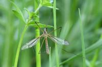 Tipula vernalis