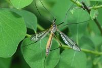 Tipula vernalis