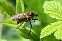 Empis tessellata