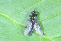 Actina chalybea