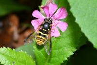 Chrysotoxum fasciolatum