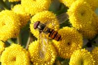 Episyrphus balteatus
