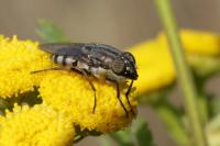 Stomorhina lunata