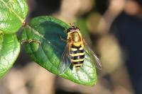 Syrphus ribesii