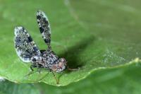 Callopistromyia annulipes
