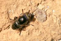 Eristalinus aeneus