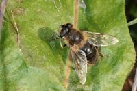 Eristalis tenax