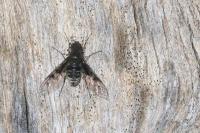 Anthrax trifasciatus