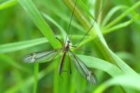 Tipula vernalis