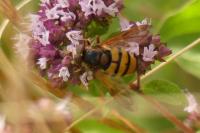 Volucella inanis