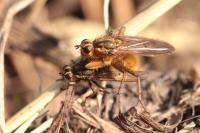 Scathophaga stercoraria