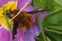 Bombylius major