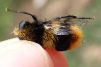 Mallota fuciformis