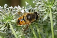 Eristalis tenax