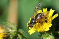 Ferdinandea cuprea