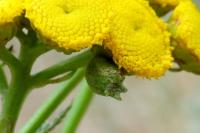 Rhopalomyia tanaceticola