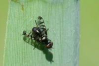 Rivellia syngenesiae