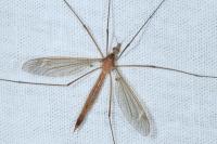 Tipula cava