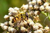 Myathropa florea