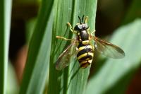 Chrysotoxum intermedium