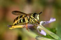 Chrysotoxum intermedium