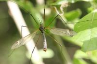 Tipula luna