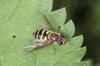 Syrphus ribesii