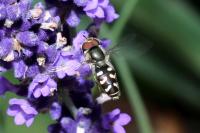 Scaeva pyrastri