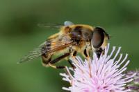 Eristalis pertinax