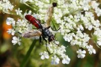 Cylindromyia bicolor