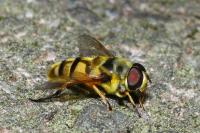 Myathropa florea