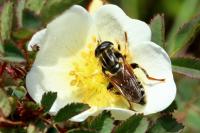 Merodon avidus