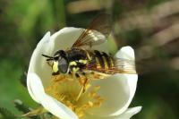 Chrysotoxum cautum