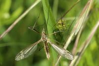 Tipula vernalis