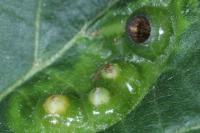 Didymomyia tiliacea