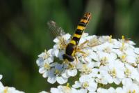 Sphaerophoria scripta